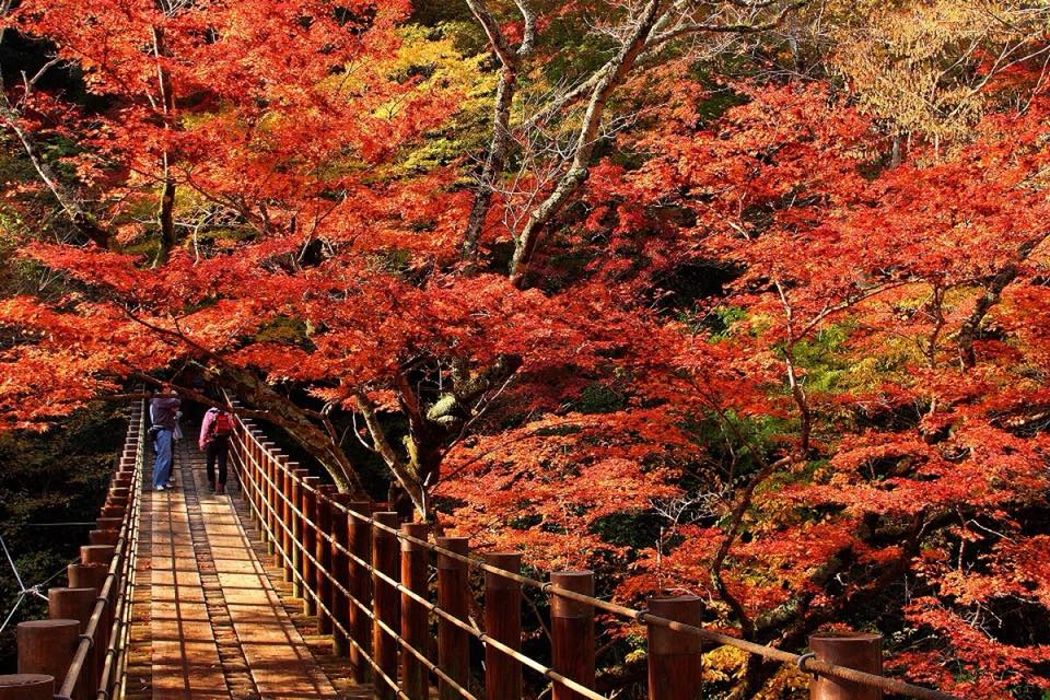 Mùa thu trên cánh đồng Kochia tại Ibaraki Nhật Bản năm 2023