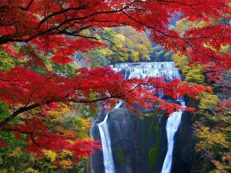 Mùa thu trên cánh đồng Kochia tại Ibaraki Nhật Bản năm 2023