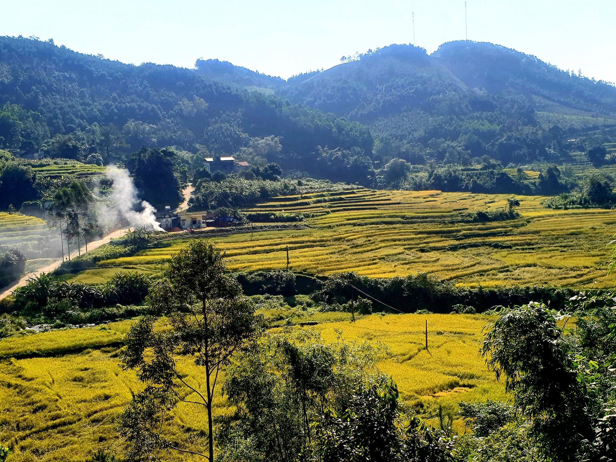 Chiêm ngưỡng Mùa vàng miền Sóong Cọ – Du lịch Tiên Yên 2023