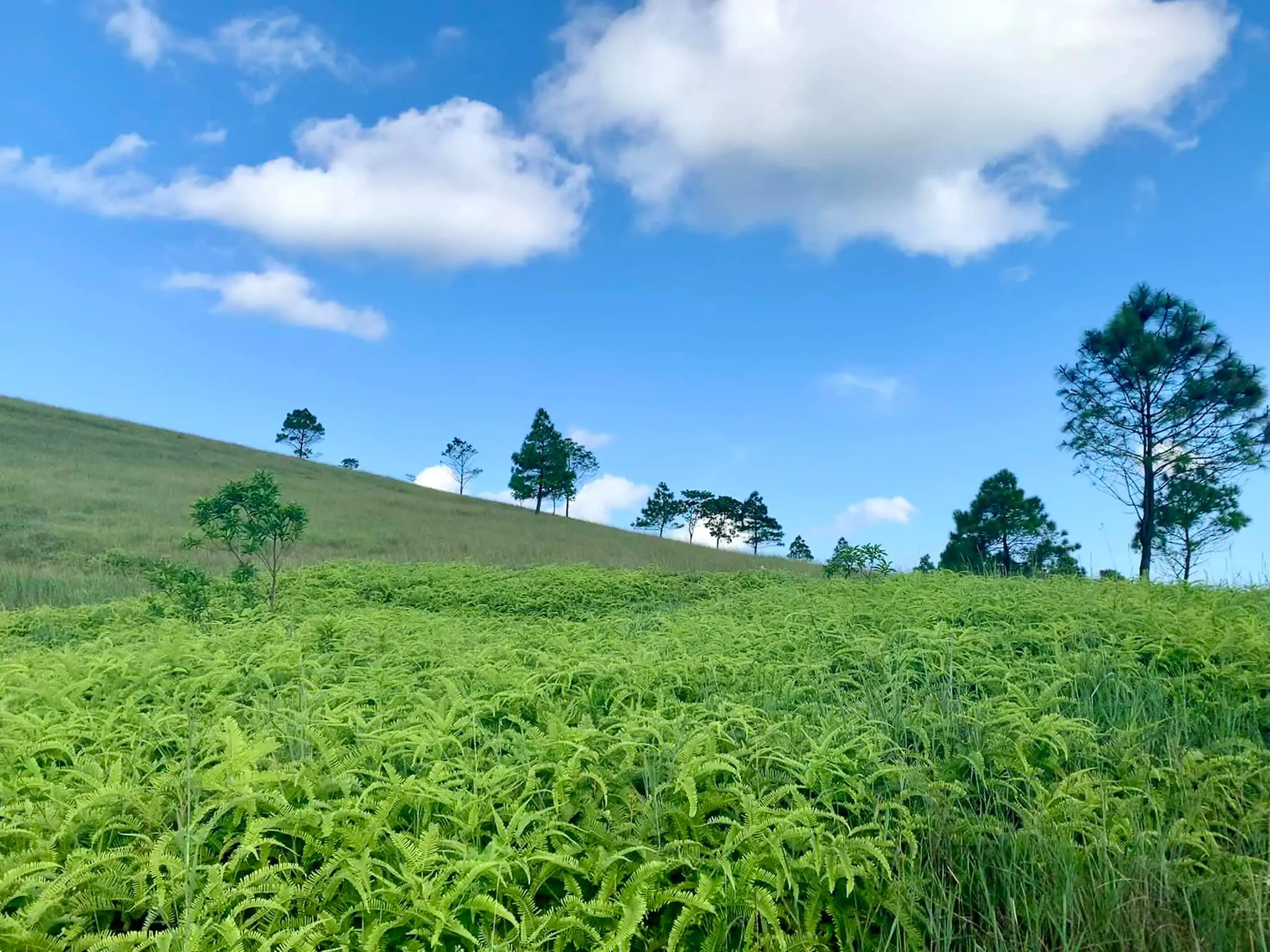 Đỉnh Phượng Hoàng-Uông Bí-Quảng Ninh
