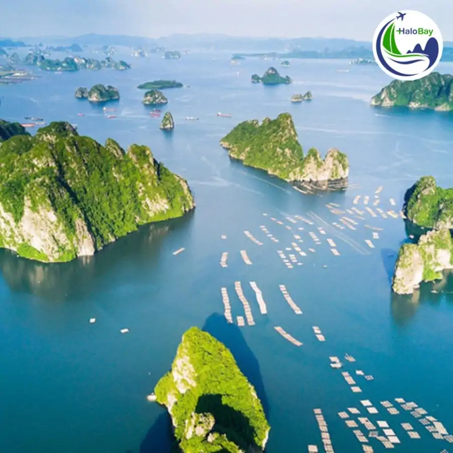 Đại lý Thủy Phi Cơ Hạ Long