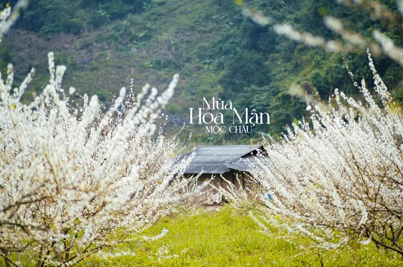 Chiêm Ngưỡng Mùa Hoa Mận Mộc Châu 2024 - Cẩm nang du lịch Sơn La Tháng 12 nhìn lại một năm sắp trải qua giữa rừng mận nở trắng xóa tại Mộc Châu - Du lịch Việt Nam