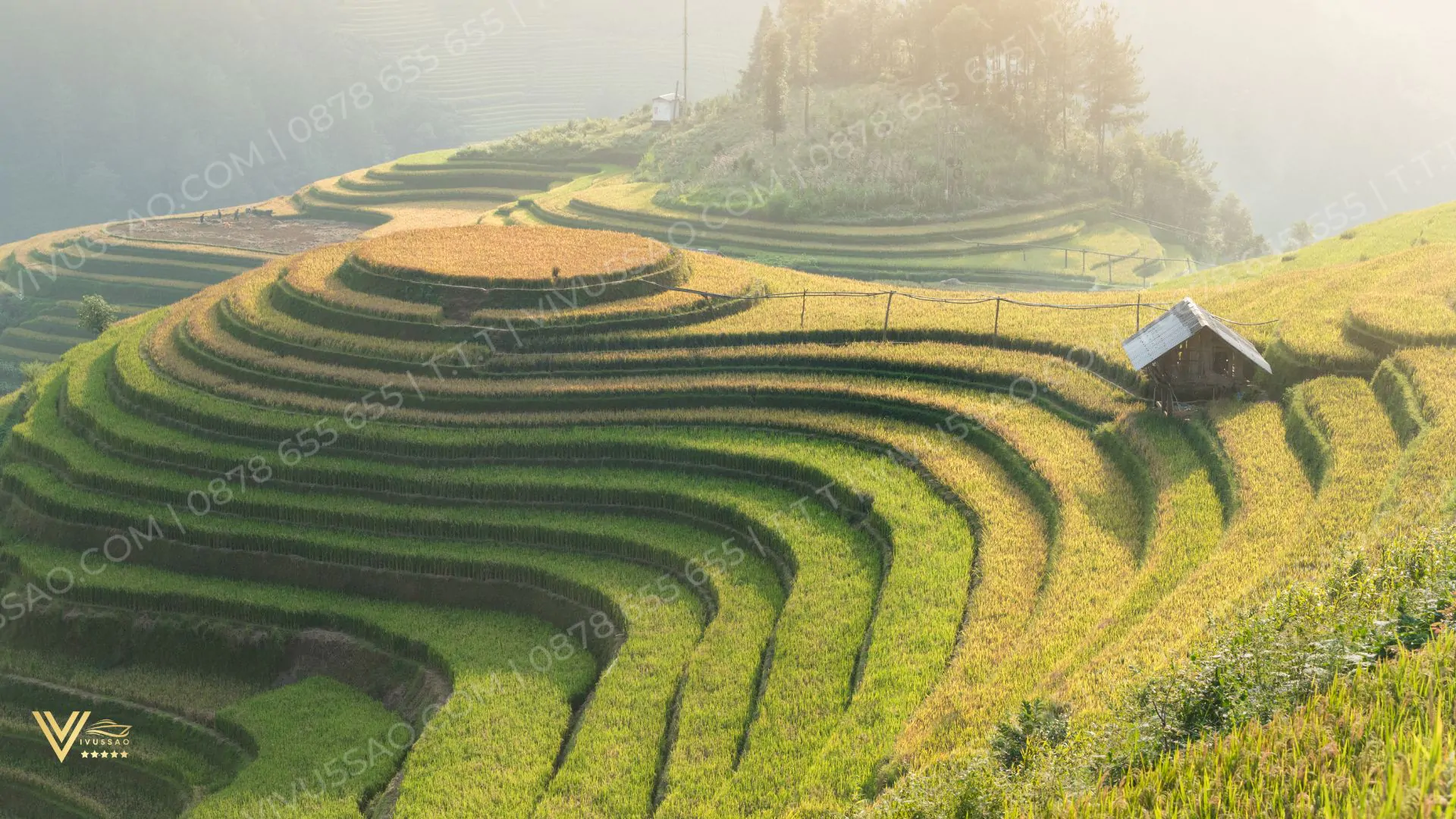 Du Lịch Mù Cang Chải Mùa Lúa Chín Năm 2025 Du Lịch Mù Cang Chải Mùa Lúa Chín Năm 2024