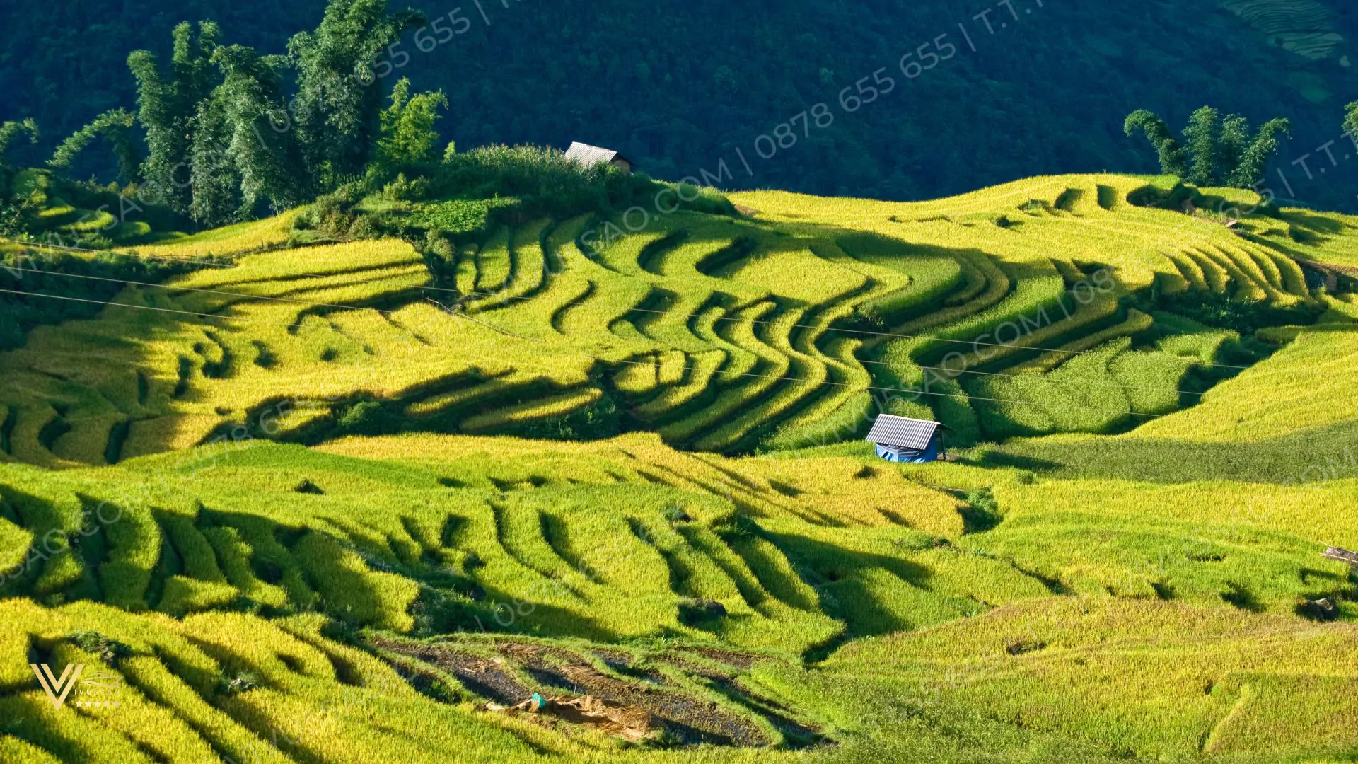 Du Lịch Mù Cang Chải Mùa Lúa Chín Năm 2025 Du Lịch Mù Cang Chải Mùa Lúa Chín Năm 2024