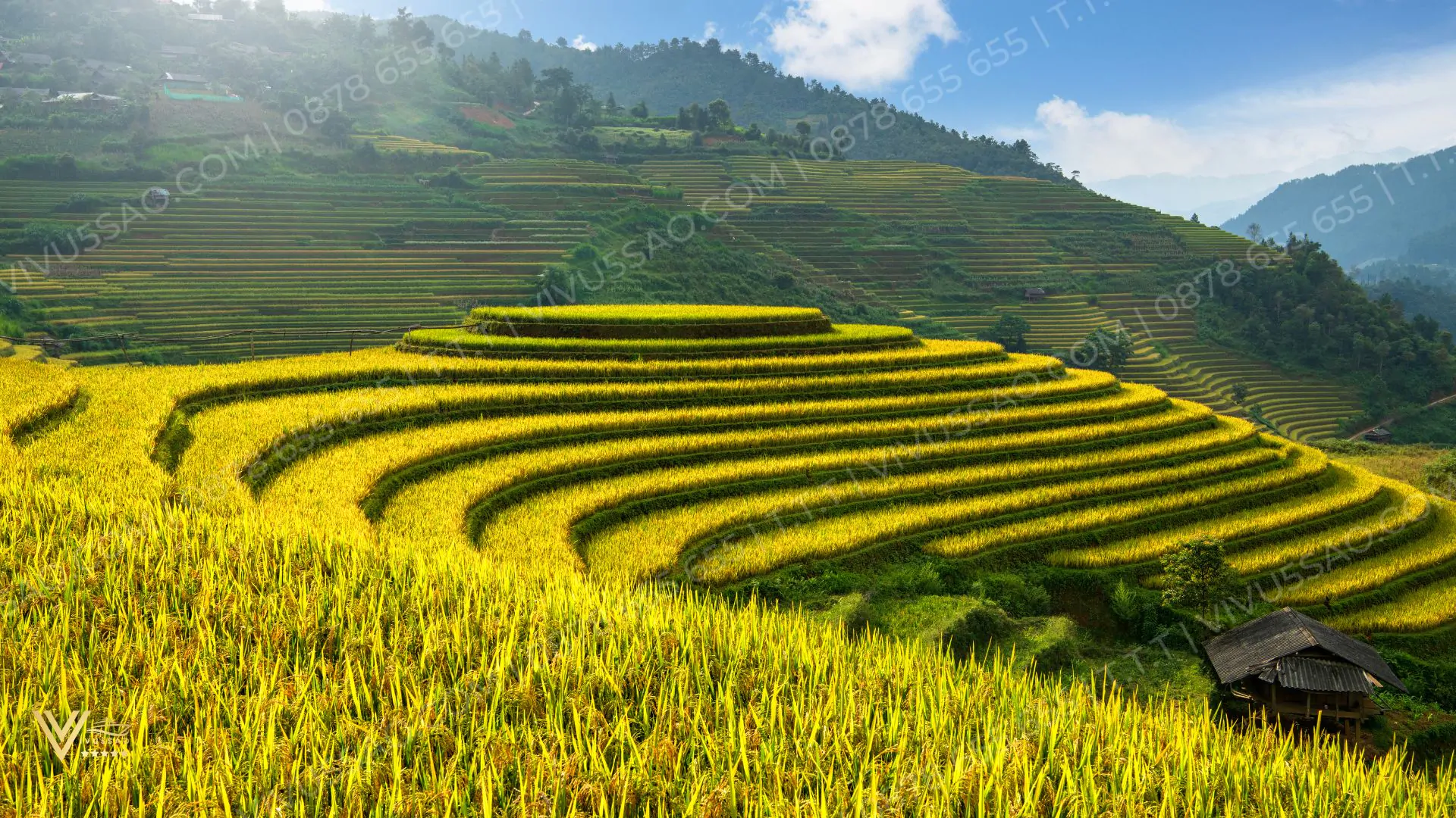 Du Lịch Mù Cang Chải Mùa Lúa Chín Năm 2025 Du Lịch Mù Cang Chải Mùa Lúa Chín Năm 2024