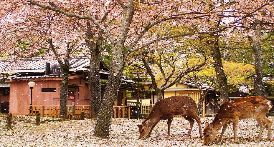 Công viên Nara Park - Nhật Bản có gì đặc biệt? - REVIEW DU LỊCH