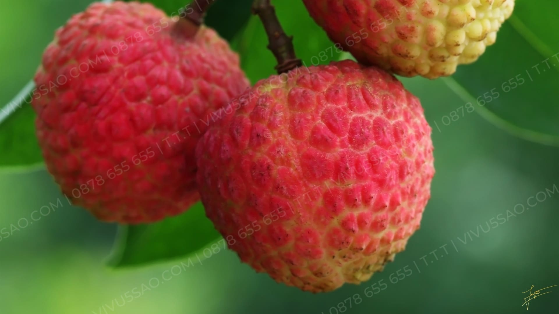 Vải thiều Bắc Giang - Đặc sản hoa quả mùa hè 2023